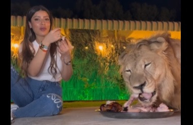 شاهد بالفيديو.. سيدة تجلس باسترخاء وتتناول وجبة الطعام مع أسد