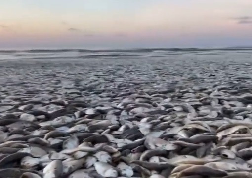 شاهد بالفيديو... نفوق الآلآف من الأسماك على ساحل تكساس