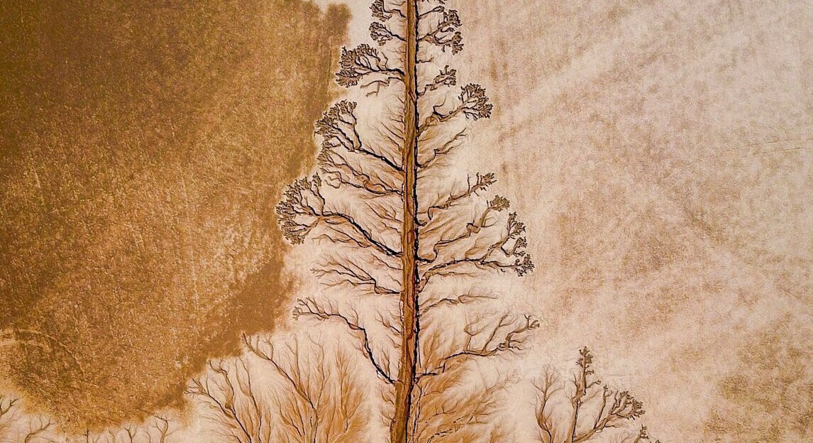 بالفيديو والصور.. الأمطار ترسم شجرة وسط الصحراء السعودية في مشهد مثير للإعجاب