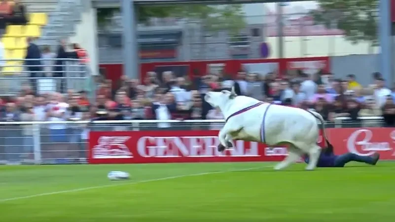 شاهد بالفيديو هروب ثور هائج أثناء مباراة يثير الرعب في  الملعب